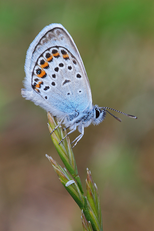 Plebejus argus maschio e femmina.